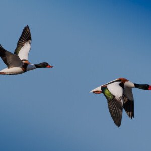Grave Duck Gravand Ravnskov Lagune