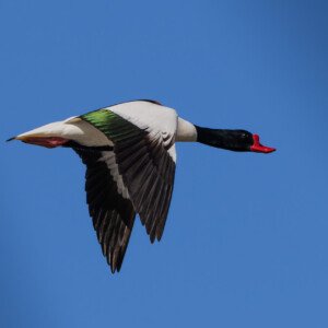 Grave Duck Gravand Ravnskov Lagune