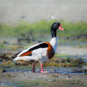 Grave Duck Gravand Ravnskov Lagune