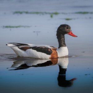 Grave Duck Gravand Ravnskov Lagune