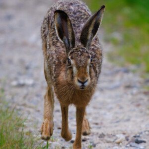 Hare Skaarup Wildlife