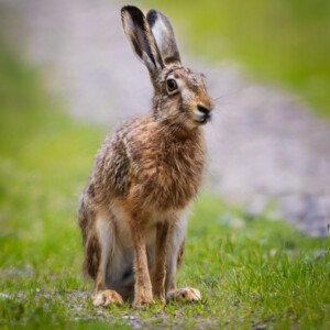 Hare Skaarup Wildlife