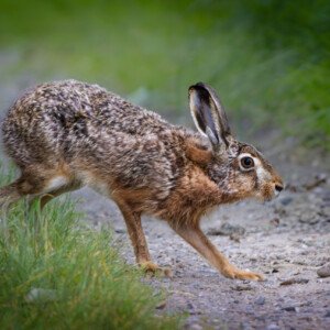 Hare Skaarup Wildlife