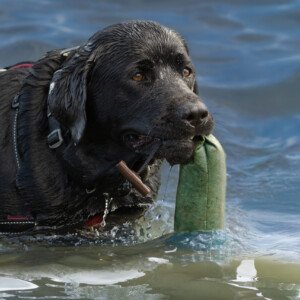 Dog Alfred Labrador