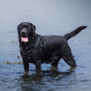 Alfred Dog Labrador Black