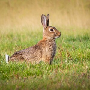 Rabbit, Kanin, Rabbits, Kaniner, Endelave