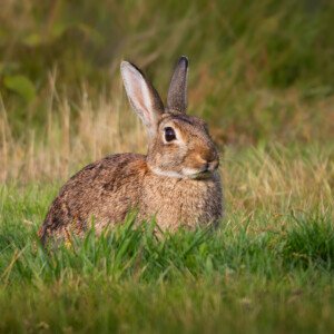 Rabbit, Kanin, Rabbits, Kaniner, Endelave