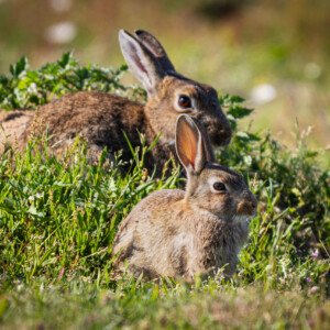 Rabbit, Kanin, Rabbits, Kaniner, Endelave