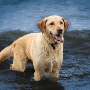 Ronja Labrador Retriever 2024 2023
