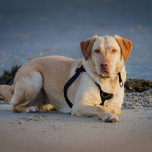 Ronja Labrador Retriever 2024 2023