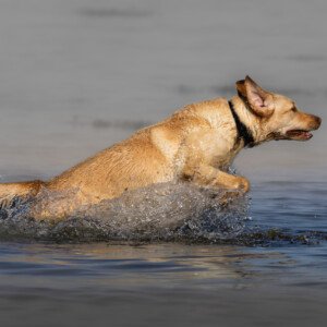 Ronja Labrador Retriever 2024 2023