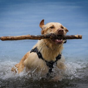 Ronja Labrador Retriever 2024 2023
