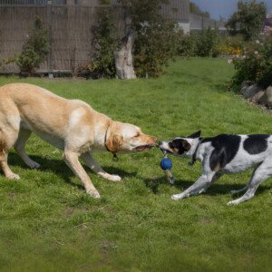Ronja Labrador Retriever 2024 2023 Milo