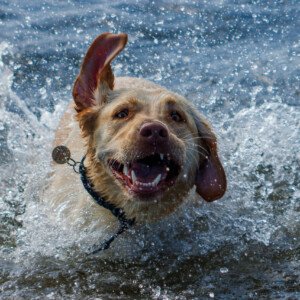 Ronja Labrador Retriever 2024 2023