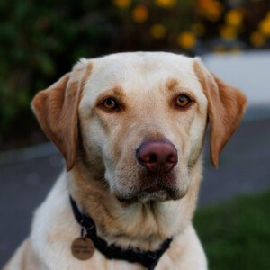 Ronja Labrador Retriever 2024 2023
