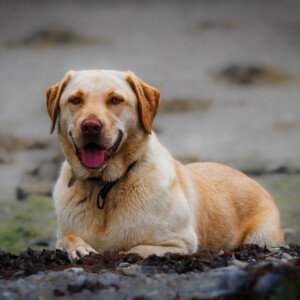 Ronja Labrador Retriever 2024 2023