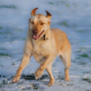 Ronja Labrador Retriever 2024 2023