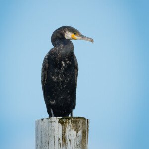 Cormorant 2024 Hou Skarv Ålekrage