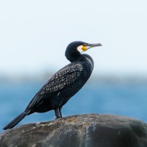 Cormorant 2024 Hou Skarv Ålekrage