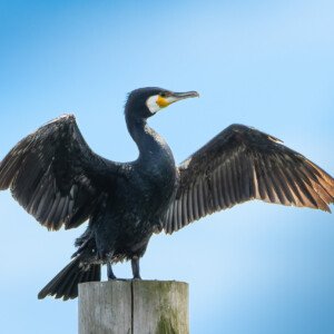 Cormorant 2024 Hou Skarv Ålekrage