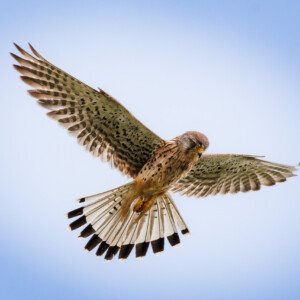 Kestrel Falcon Tårnfalk Sigma 150-600mm