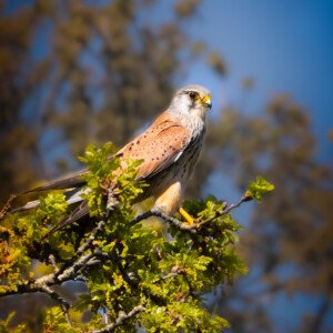 Kestrel Falcon Tårnfalk Sigma 150-600mm