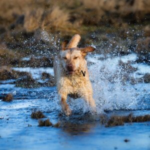 Ronja Labrador Retriever 2024 2023